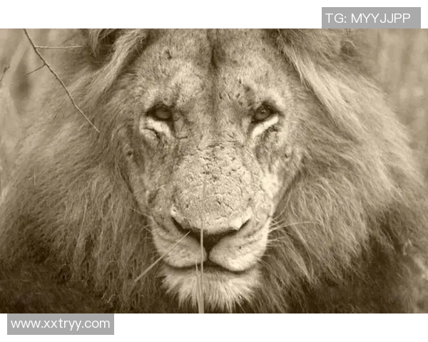 狮子足球明星的传奇故事与辉煌成就揭秘